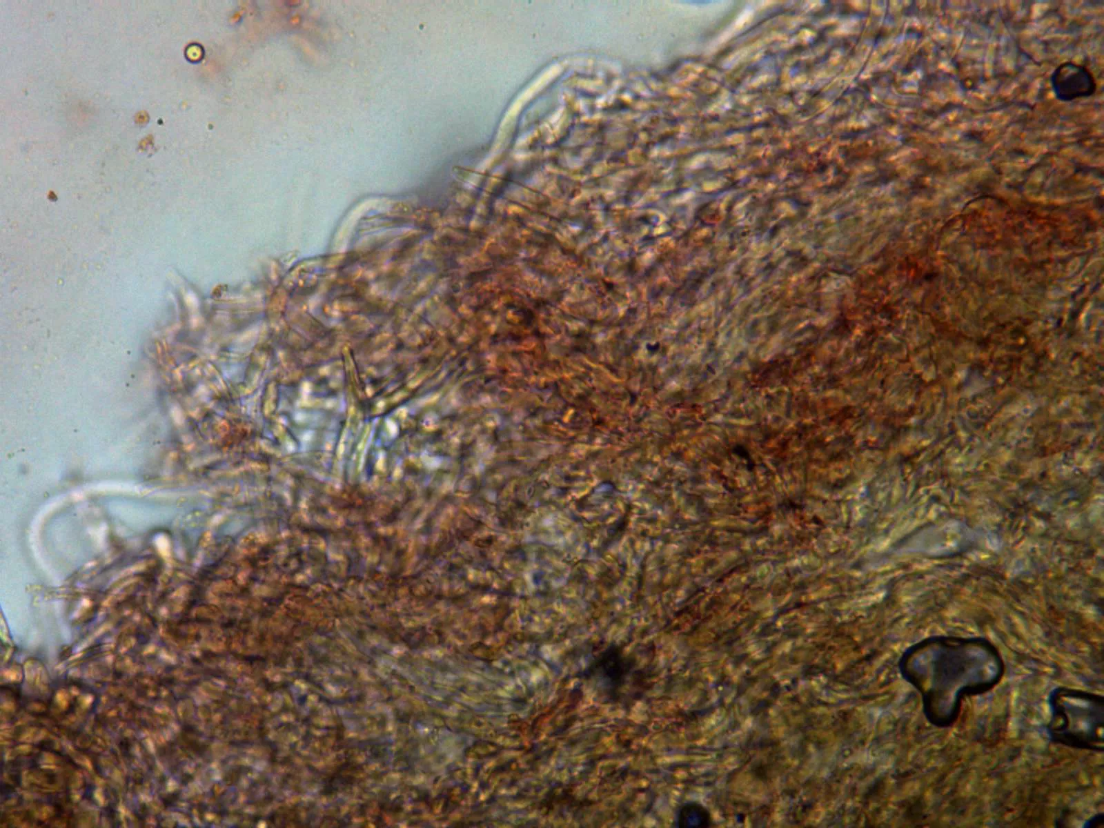 Microscopía de Lentinus arcularius - 18 - Cutícula x 400